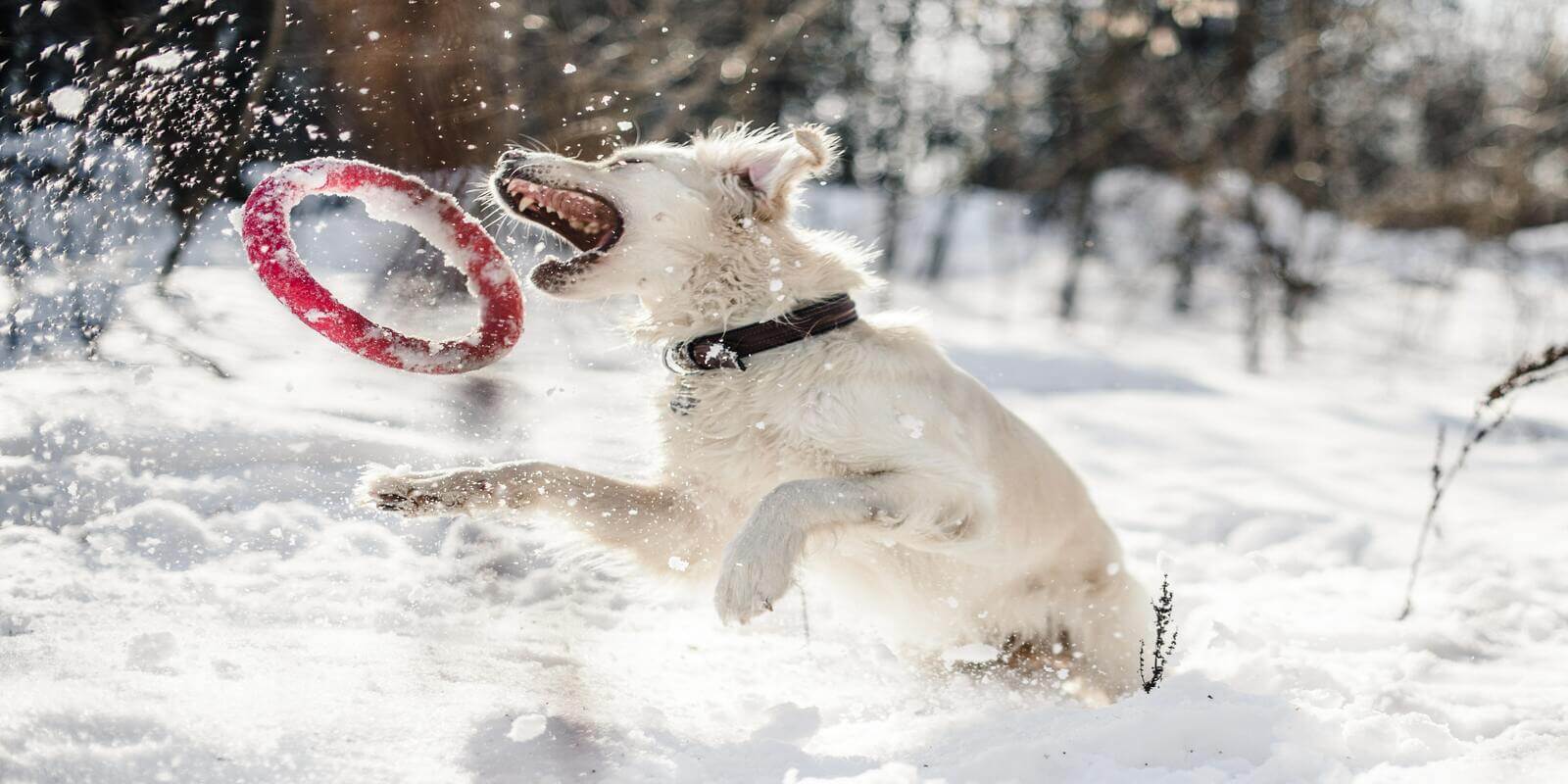 Winter Activities for Dogs