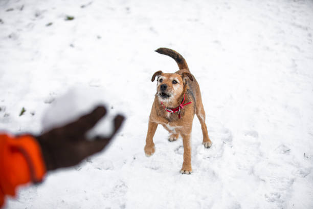 dog ready to catch snowball