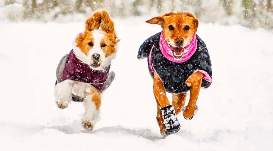 winterize backyard for dogs prepare dog for winter