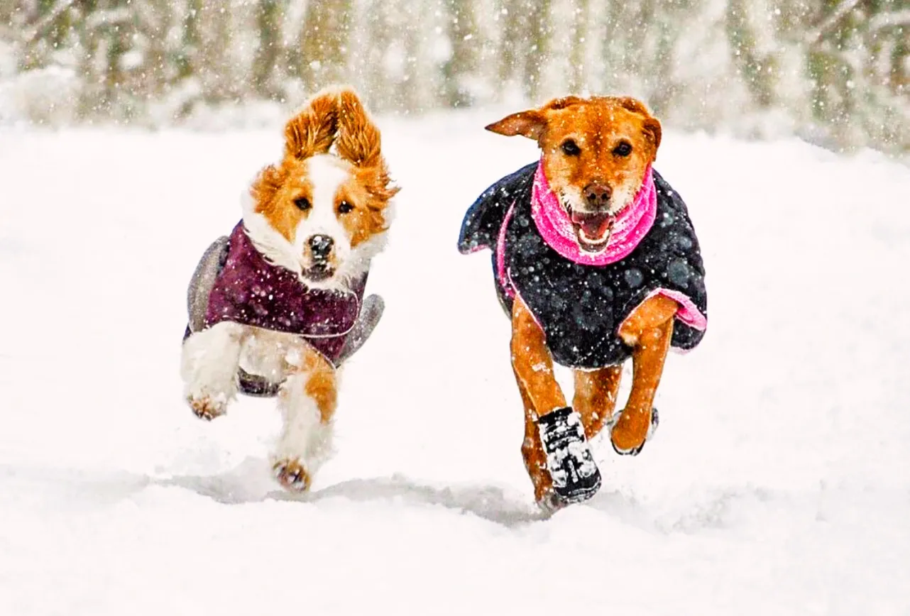 winterize backyard for dogs prepare dog for winter