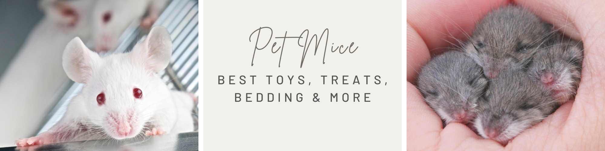 all my favorite things pet mice toys food bedding treats