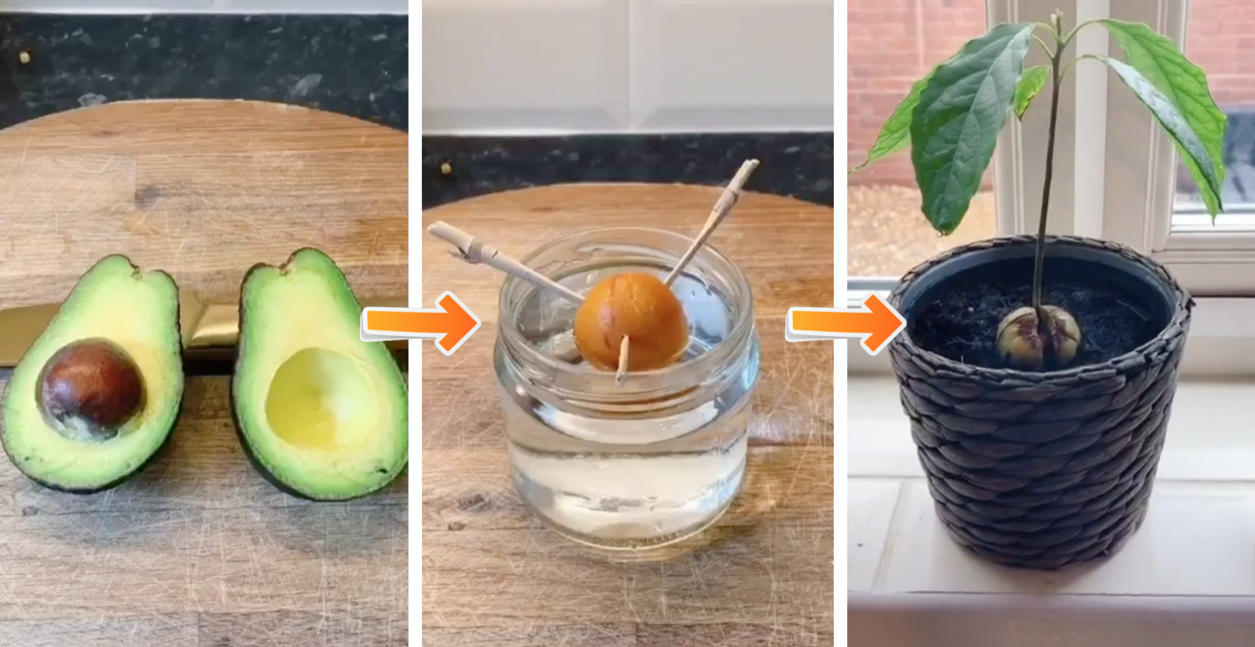 grow avocado indoors at home toothpick avoseedo
