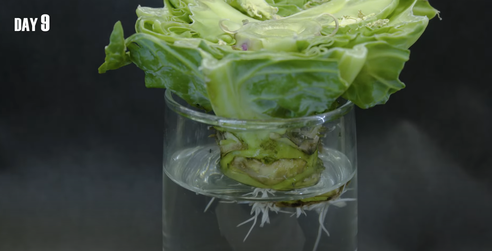 grow cabbage indoors from scraps at home water day 10