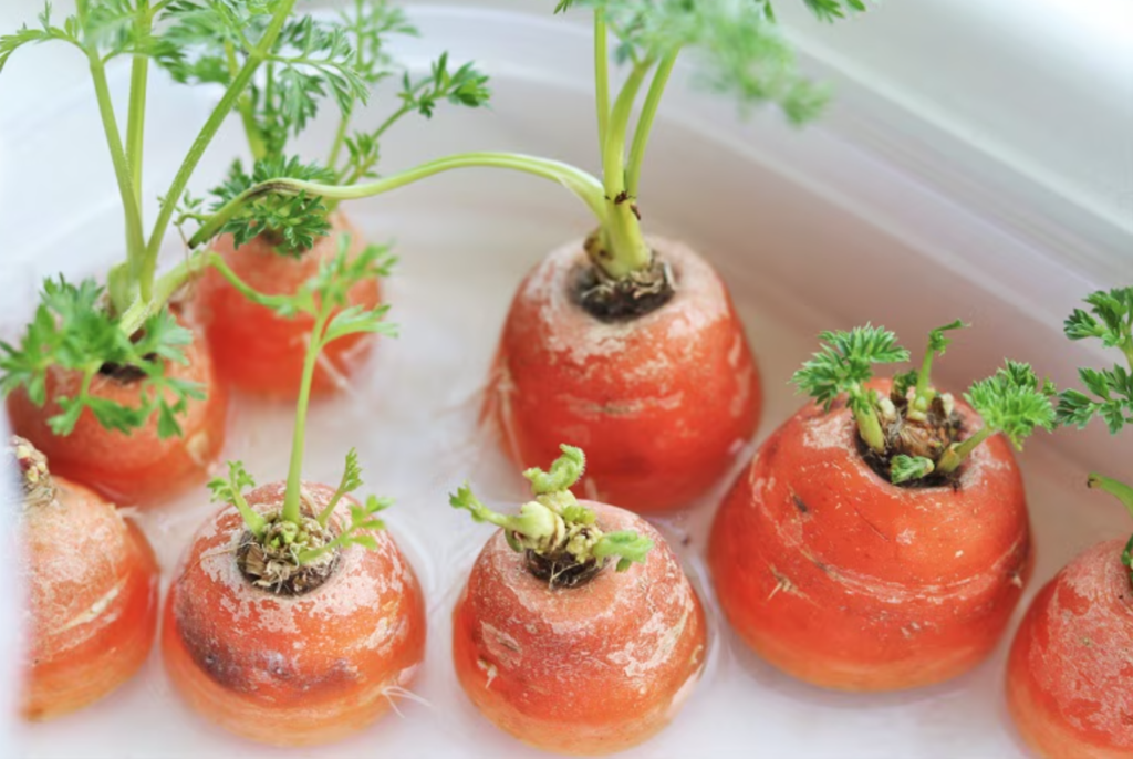 grow carrots indoors from tops in water indoor gardening
