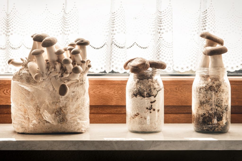 grow mushrooms indoors from spores