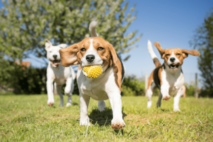 dog friendly backyard three dogs beagles