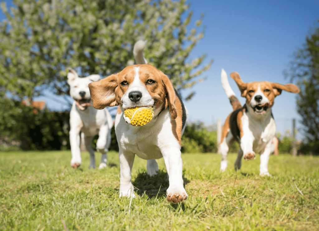 dog friendly backyard three dogs beagles