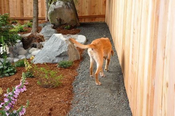 dog friendly walking path in backyard