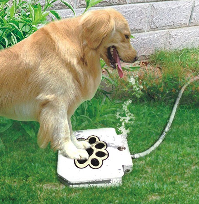 dog safe water fountain step dispenser