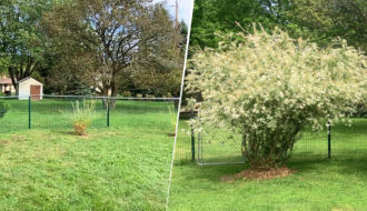 dappled willow bush growth maintenance before and after blog post