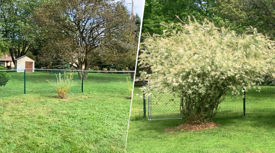 dappled willow bush growth maintenance before and after blog post